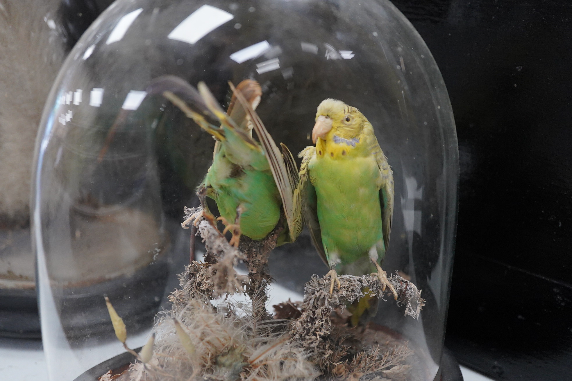 An early 20th century taxidermy pair of budgerigars and a red squirrel both under domes, tallest 27cm